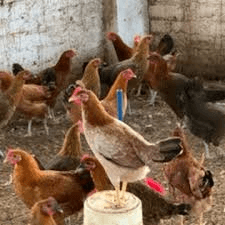 গ্রামের দেশি মুরগী